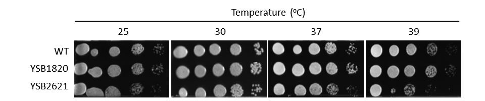 Growth phenotype for CNAG_01977T0