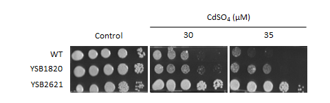 Heavy metal stress phenotype for CNAG_01977T0
