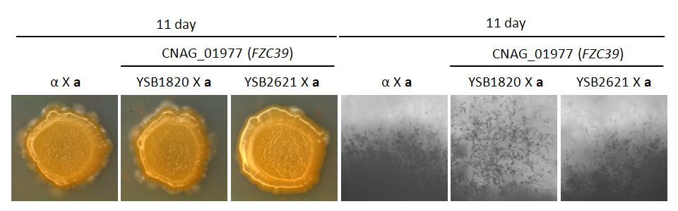 Mating phenotype for CNAG_01977T0