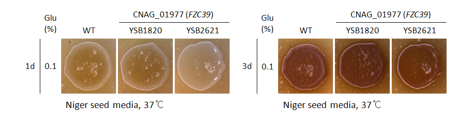 Melanin phenotype for CNAG_01977T0