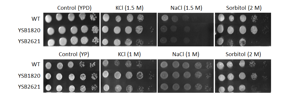 Osmotic stress phenotype for CNAG_01977T0