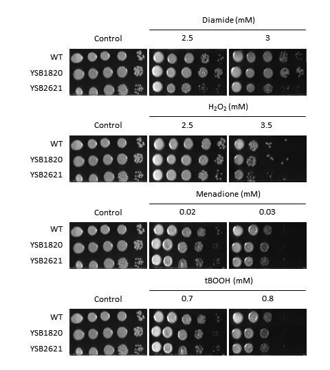 Oxidative stress phenotype for CNAG_01977T0