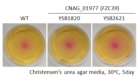 Urease phenotype for CNAG_01977T0