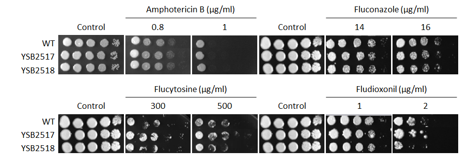 Antifungal drug susceptibility for CNAG_02066T0