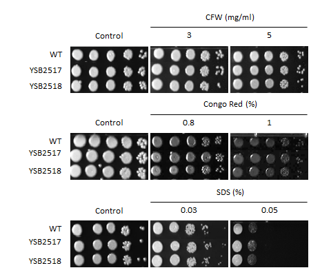 Cell wall stress phenotype for CNAG_02066T0