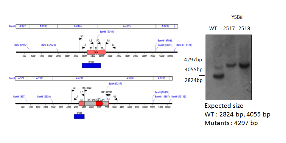 Gene disruption strategy for CNAG_02066T0