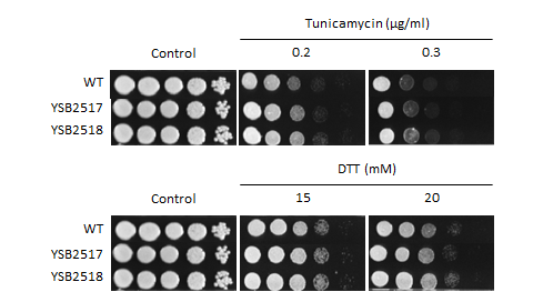ER stress phenotype for CNAG_02066T0