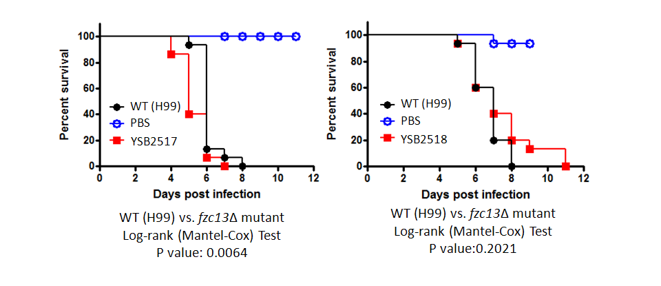 Galleria mellonella virulence data for CNAG_02066T0