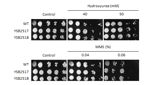 Genotoxic stress phenotype for CNAG_02066T0