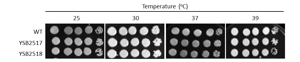 Growth phenotype for CNAG_02066T0