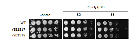 Heavy metal stress phenotype for CNAG_02066T0