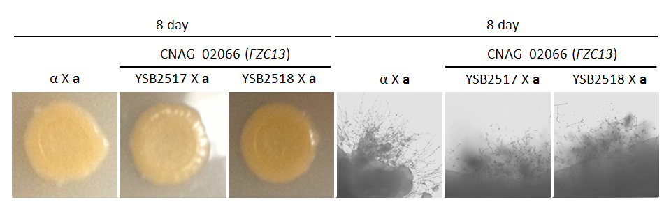 Mating phenotype for CNAG_02066T0