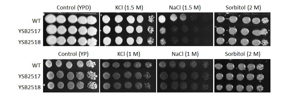 Osmotic stress phenotype for CNAG_02066T0