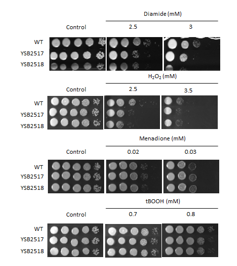 Oxidative stress phenotype for CNAG_02066T0