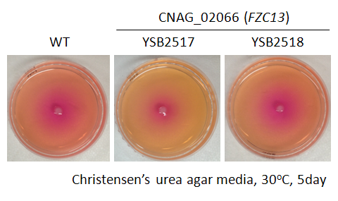 Urease phenotype for CNAG_02066T0