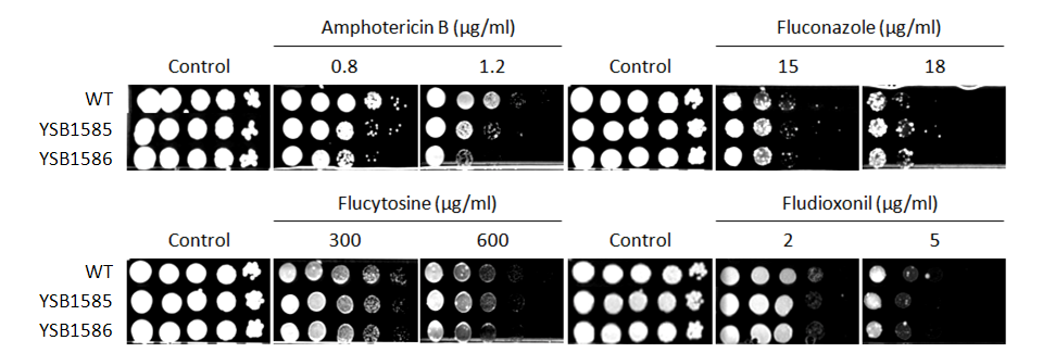 Antifungal drug susceptibility for CNAG_02241T0