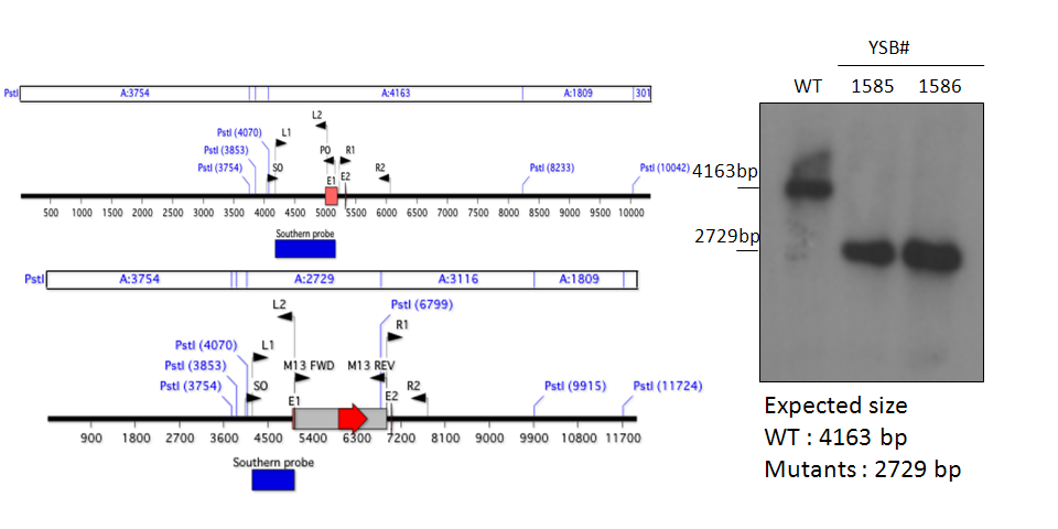 Gene disruption strategy for CNAG_02241T0