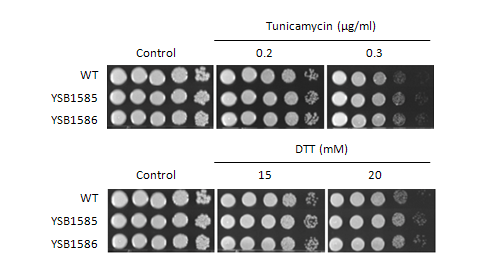 ER stress phenotype for CNAG_02241T0
