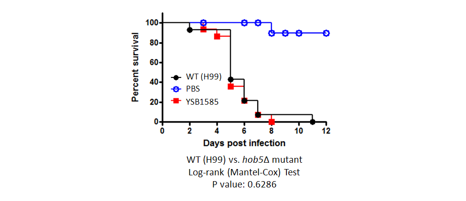 Galleria mellonella virulence data for CNAG_02241T0