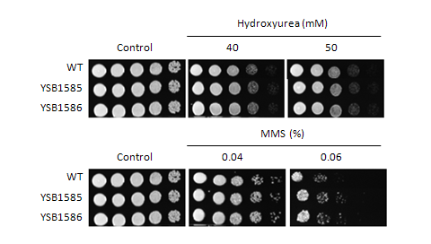 Genotoxic stress phenotype for CNAG_02241T0