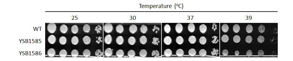 Growth phenotype for CNAG_02241T0