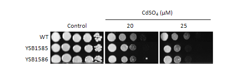 Heavy metal stress phenotype for CNAG_02241T0