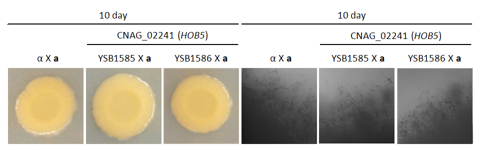 Mating phenotype for CNAG_02241T0