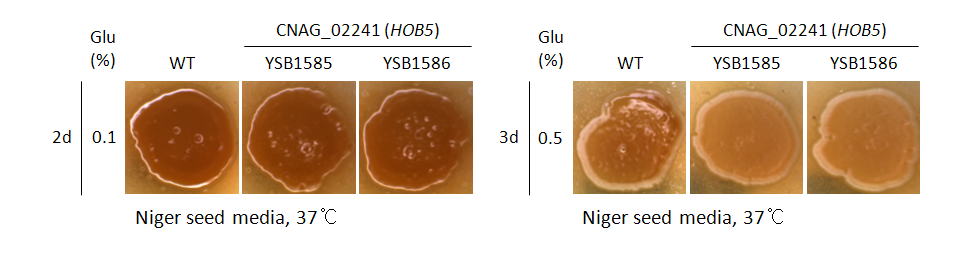 Melanin phenotype for CNAG_02241T0