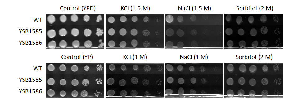 Osmotic stress phenotype for CNAG_02241T0