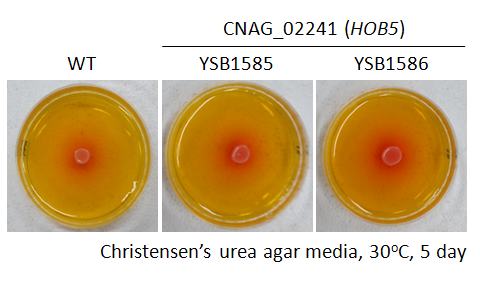 Urease phenotype for CNAG_02241T0
