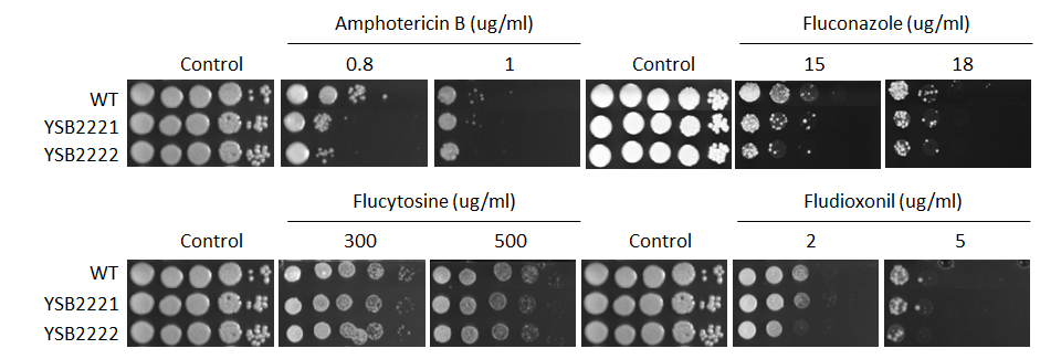Antifungal drug susceptibility for CNAG_02305T0