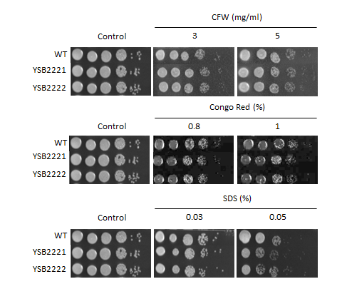 Cell wall stress phenotype for CNAG_02305T0