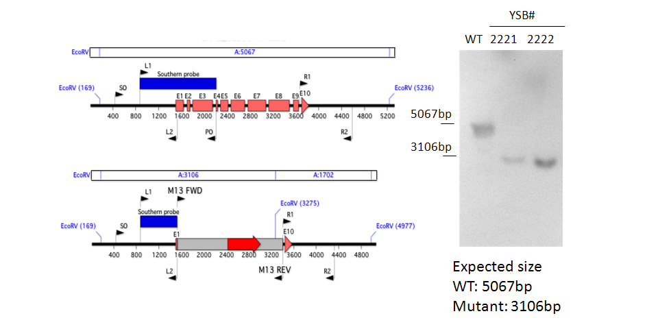 Gene disruption strategy for CNAG_02305T0
