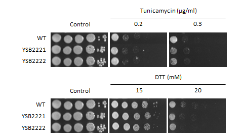 ER stress phenotype for CNAG_02305T0