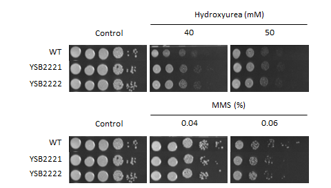 Genotoxic stress phenotype for CNAG_02305T0