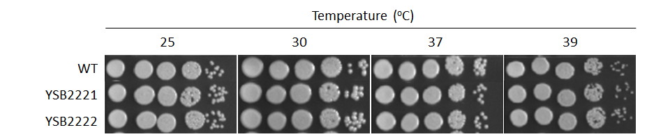 Growth phenotype for CNAG_02305T0