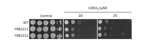 Heavy metal stress phenotype for CNAG_02305T0