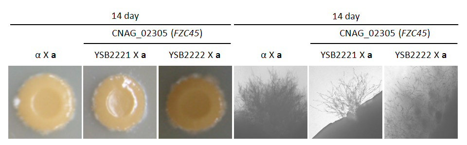Mating phenotype for CNAG_02305T0