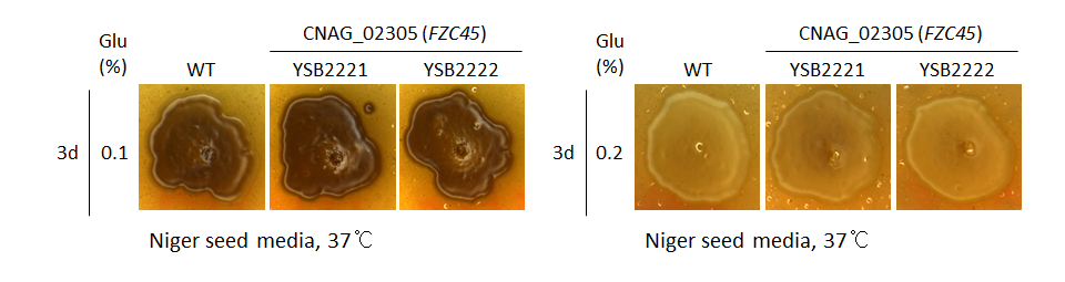 Melanin phenotype for CNAG_02305T0