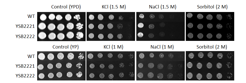 Osmotic stress phenotype for CNAG_02305T0