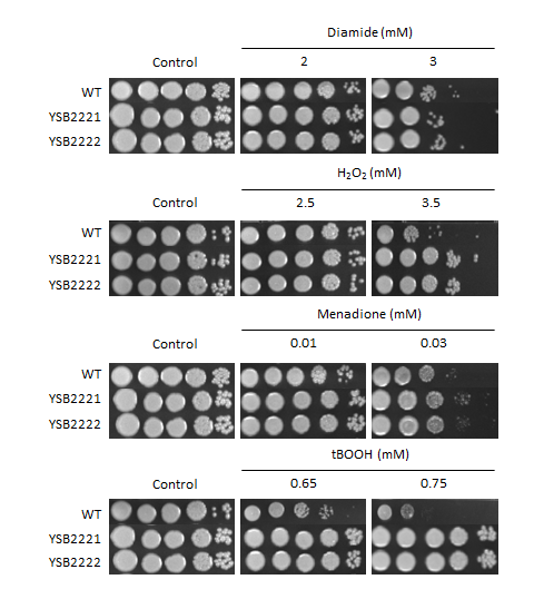 Oxidative stress phenotype for CNAG_02305T0