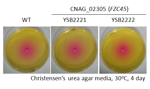 Urease phenotype for CNAG_02305T0