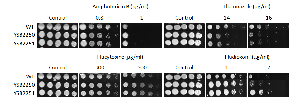 Antifungal drug susceptibility for CNAG_02322T0