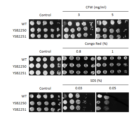Cell wall stress phenotype for CNAG_02322T0