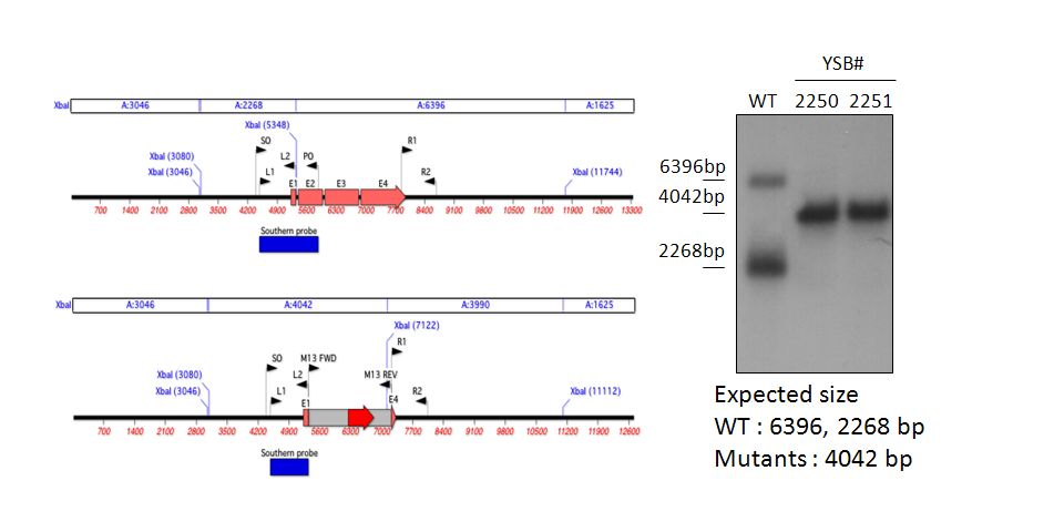 Gene disruption strategy for CNAG_02322T0
