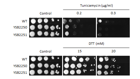 ER stress phenotype for CNAG_02322T0