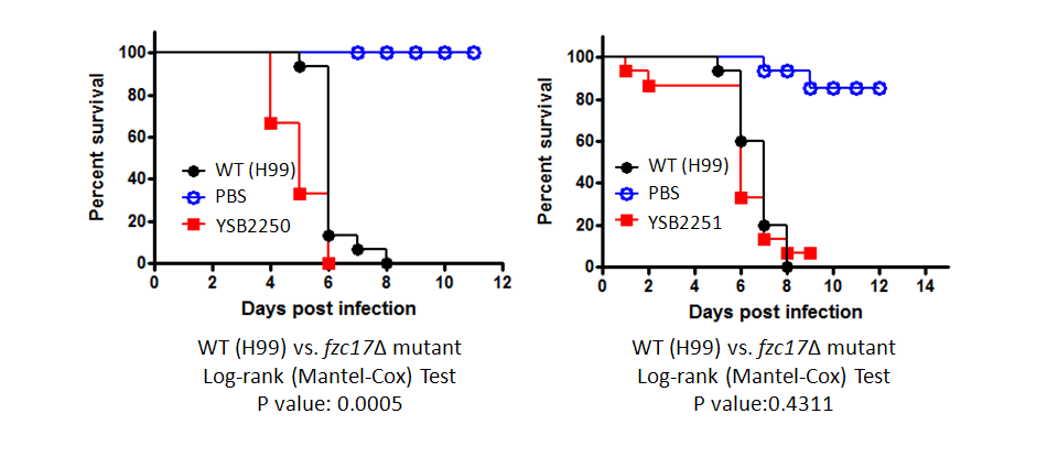 Galleria mellonella virulence data for CNAG_02322T0