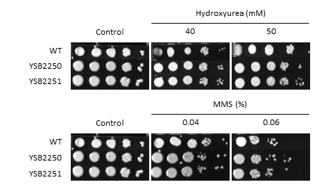 Genotoxic stress phenotype for CNAG_02322T0