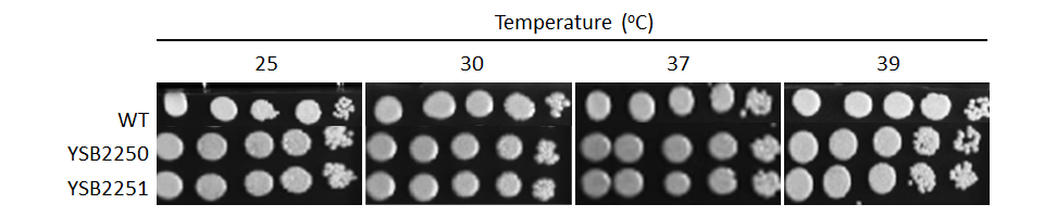 Growth phenotype for CNAG_02322T0
