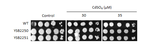 Heavy metal stress phenotype for CNAG_02322T0